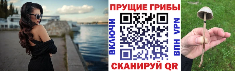 Псилоцибиновые грибы GOLDEN TEACHER  Купить закладки  Каменногорск 